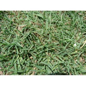 Γκαζόν Ουγκάντα (Bermuda Grass)