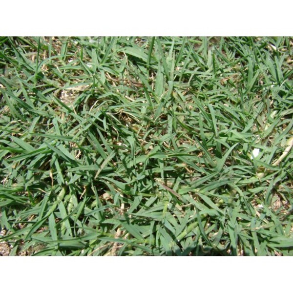 Γκαζόν Ουγκάντα (Bermuda Grass)