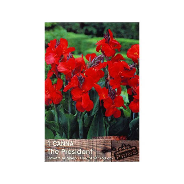 Κάννα The President