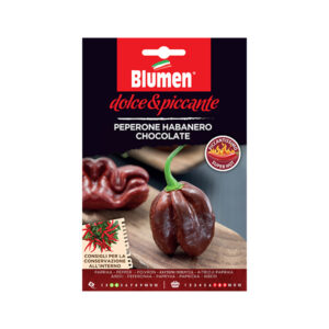 Habanero Chocolate Πιπεράκι Σοκολατί Super Hot