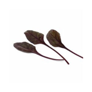 Baby Leaf Bull's blood Artica