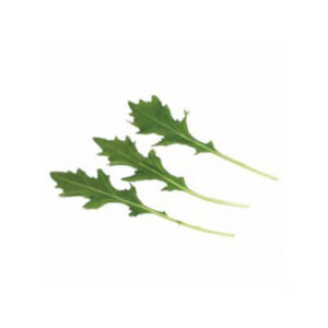 Baby Leaf Mizuna Green