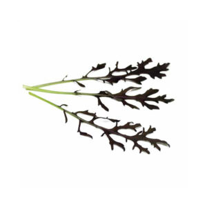 Baby Leaf Mustard Frilly Red