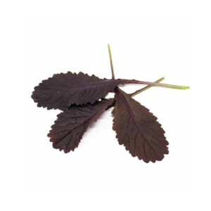Baby Leaf Mustard Red Fuego