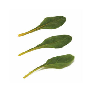 Baby Leaf Orange Chard