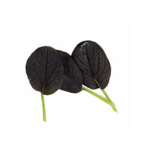 Baby Leaf Pak Choi Red