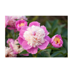 Παιώνια Δίχρωμη Lactiflora